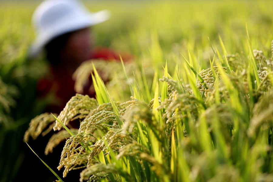 Harvest season colored by ripe crops around China