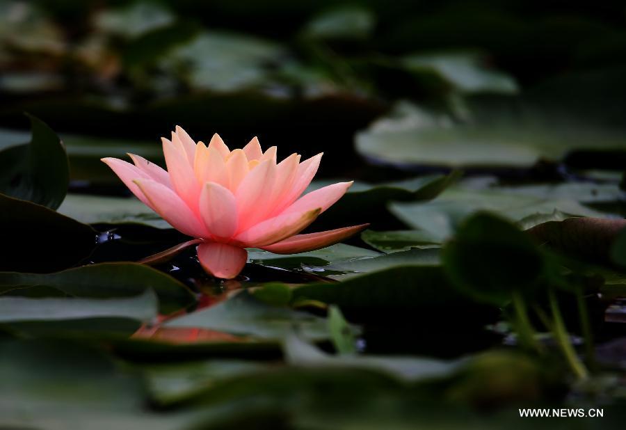 Blooming lotus flowers seen in Anhui