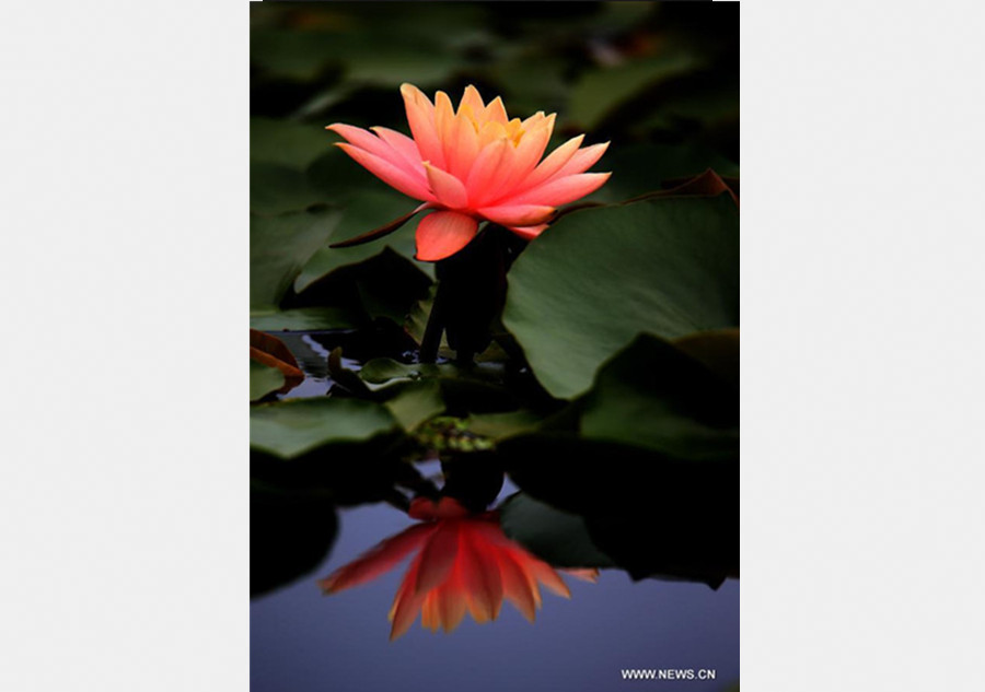 Blooming lotus flowers seen in Anhui