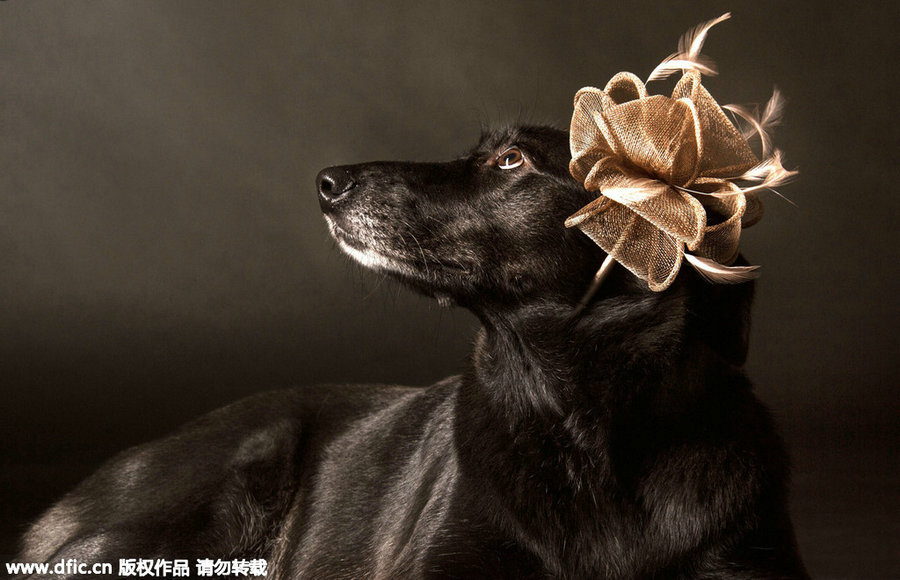 Photographer presents 'aristopets'