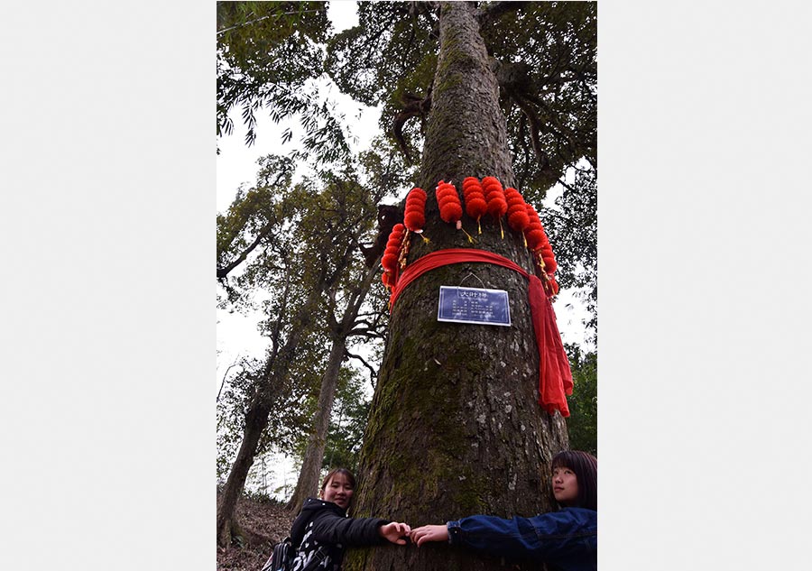 Guizhou villagers worship trees to protect environment