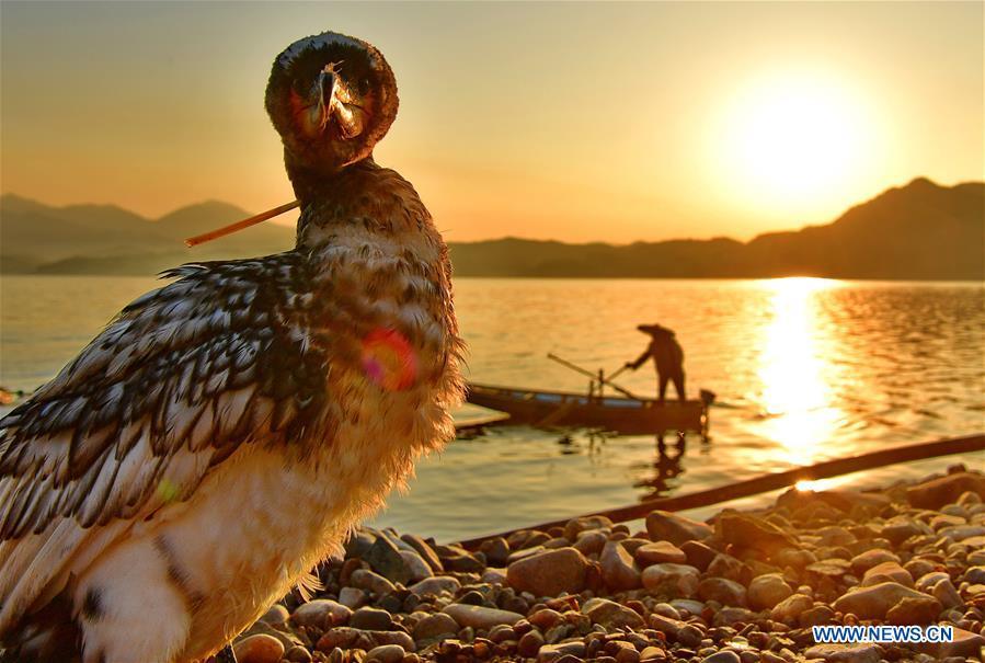 Chinese fisherman sticks to tradition of catching fish with ospreys