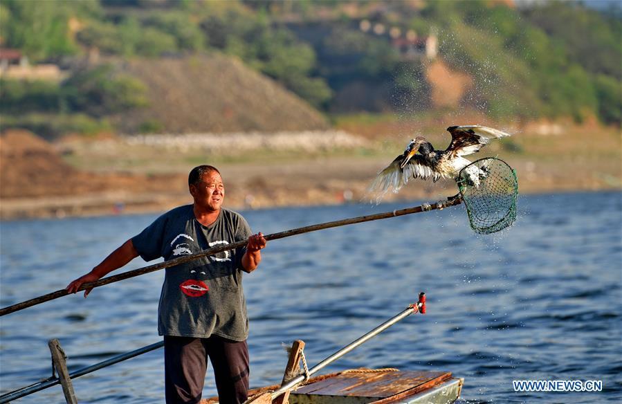 Chinese fisherman sticks to tradition of catching fish with ospreys