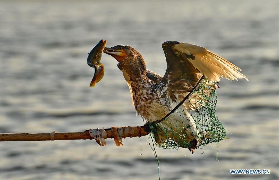 Chinese fisherman sticks to tradition of catching fish with ospreys