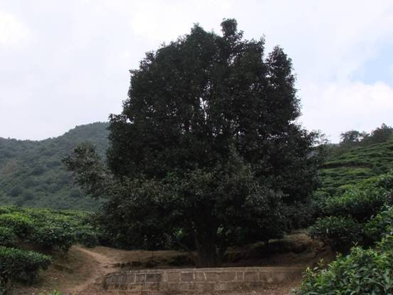 南澗彝族自治縣無量山中“大山茶王”