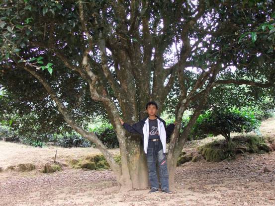 南澗彝族自治縣無量山中“大山茶王”