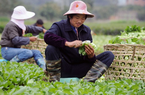 留守外來(lái)工福州收菜忙