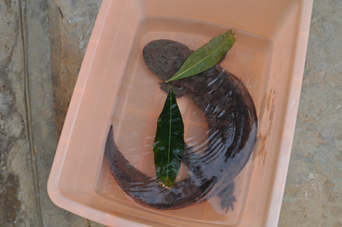 “燙手山芋”娃娃魚落戶云南野生動(dòng)物園（圖）