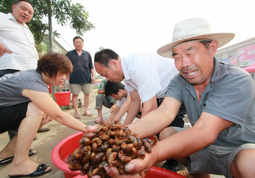 河南寧陵“金蟬”喜獲豐收