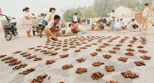 河南寧陵“金蟬”喜獲豐收