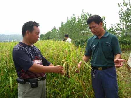 湖南省隆回制種業(yè)促水稻畝產(chǎn)增收2000余元