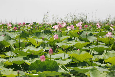 山東微山湖十萬畝荷花爭(zhēng)相開放(組圖)