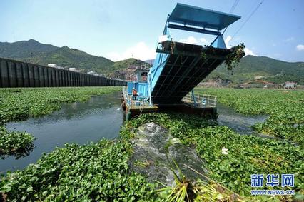 水葫蘆泛濫成災(zāi) 福建全力“清剿”