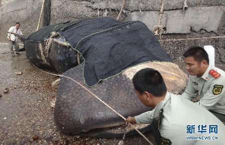 15噸重巨無(wú)霸鯨鯊誤入漁網(wǎng)窒息而死