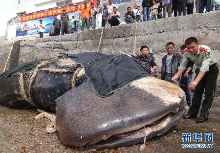 15噸重巨無霸鯨鯊誤入漁網窒息而死