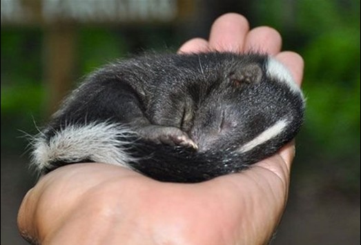 動物如何睡覺 銷魂睡姿