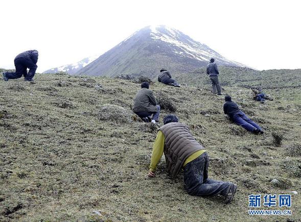 實(shí)拍藏民挖掘冬蟲夏草過程