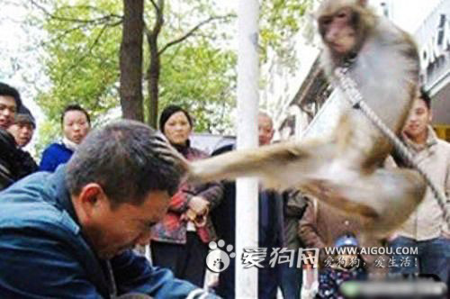 動物襲擊人的搞笑瞬間