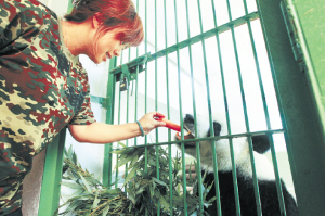 石家莊動物園:大熊貓朵朵和婭祥的幸福生活(圖)