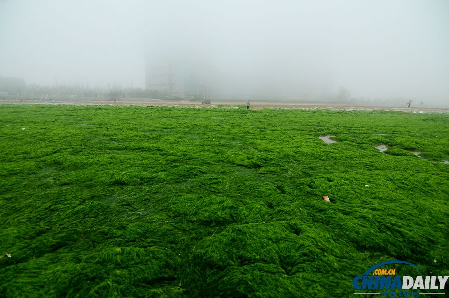 一起去青島看草原！滸苔入侵海水浴場(chǎng)沙灘變草原