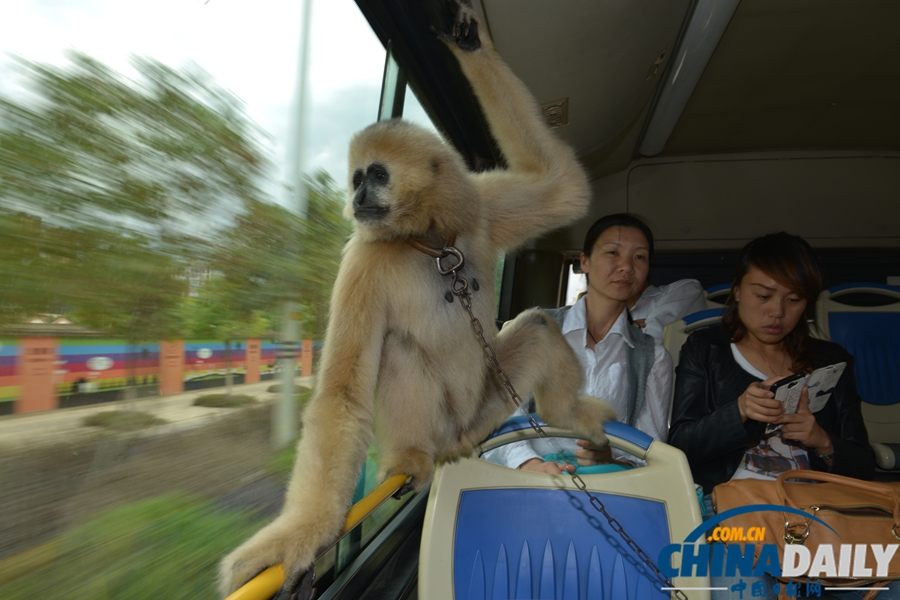 云南昆明：野生動物園通公交 動物乘車招人愛