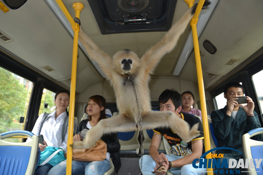 云南昆明：野生動物園通公交 動物乘車招人愛