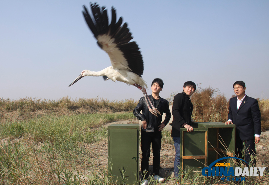 河北滄州放飛一批珍稀鳥類