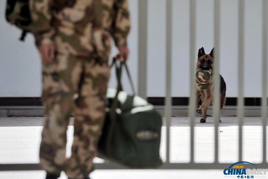 “戰(zhàn)友”的特殊告別：人犬分別的感人瞬間