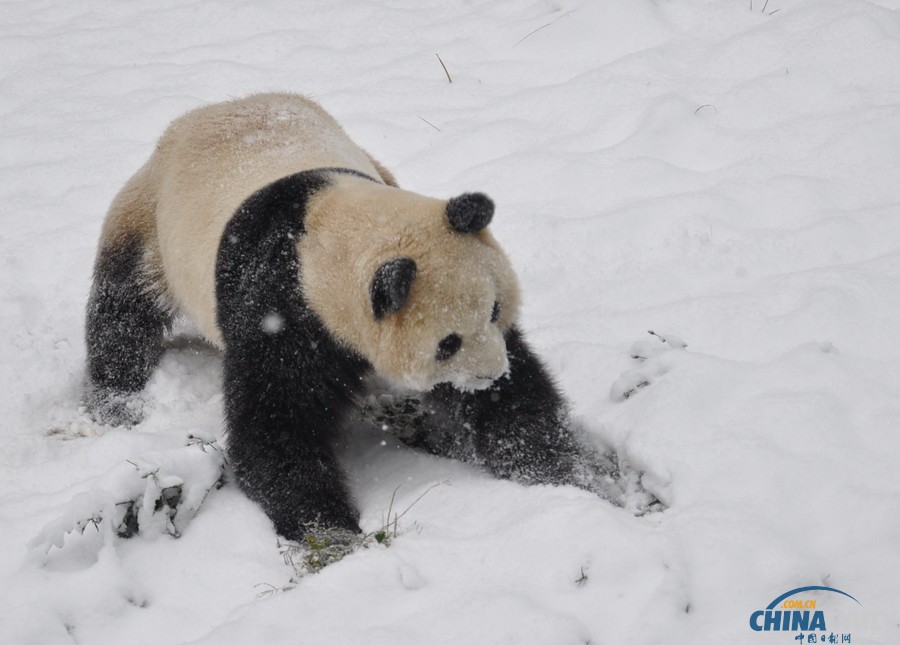 昆明連日降雪 大熊貓雪中撒歡