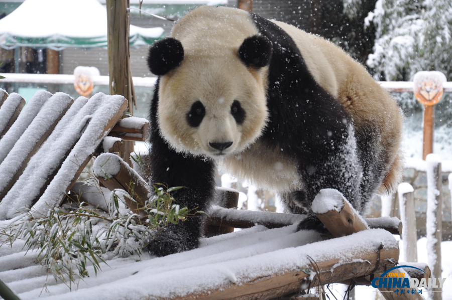 昆明連日降雪 大熊貓雪中撒歡