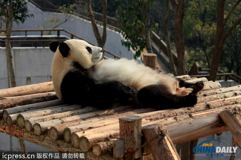 安徽休寧：大熊貓曬太陽賣萌憨態(tài)可掬