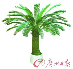 廣州植物園一級(jí)保護(hù)植物被人挖回家炒菜(圖)