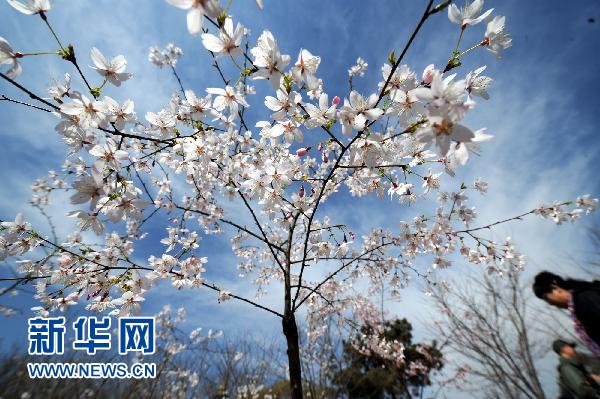 日本國(guó)花櫻花北京綻放（組圖）