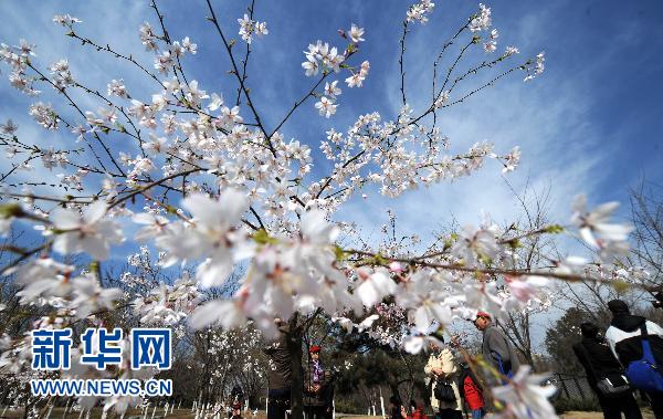 日本國花櫻花北京綻放（組圖）