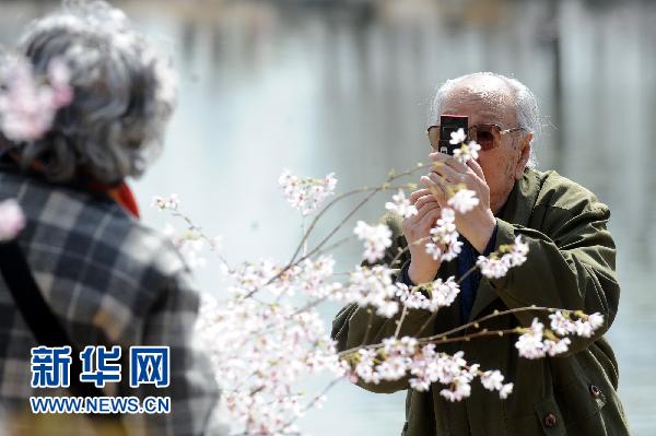 日本國花櫻花北京綻放（組圖）