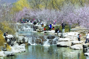 周末80萬(wàn)游客公園賞花踏青