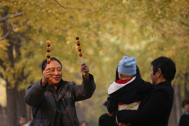 北京：釣魚臺(tái)國(guó)賓館銀杏大道秋意濃