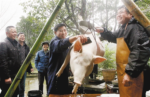 年豬“點(diǎn)殺”嫁接鄉(xiāng)村旅游