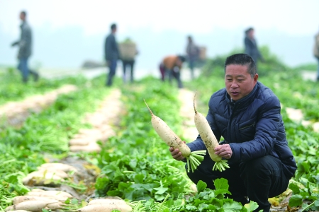 包地種菜探索農(nóng)業(yè)新模式 重慶農(nóng)民要把蔬菜種到非洲去