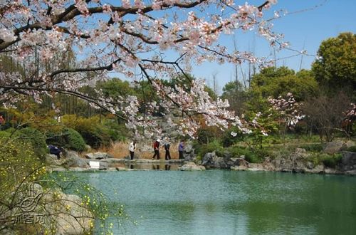 春季“綠”游 上海周邊踏青休閑地推薦