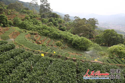 安溪全力打造宜居宜業(yè)宜商宜游的現(xiàn)代山水茶都