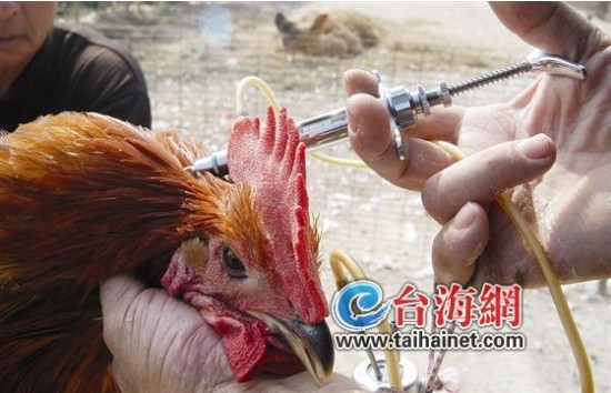 禽流感陰霾波及多行業(yè) 酒樓換菜單鱷魚老虎改食譜