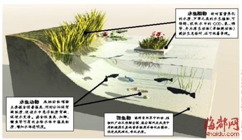 榕城4條內(nèi)河將試點生態(tài)修復 全國征集方案