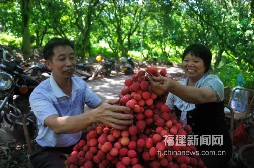 福建岵山晚荔迎來豐收季