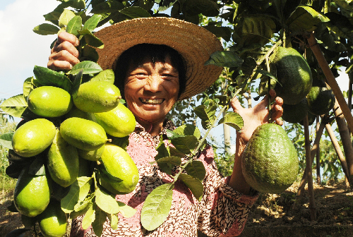 香水檸檬同安試種成功最大一個(gè)重七斤