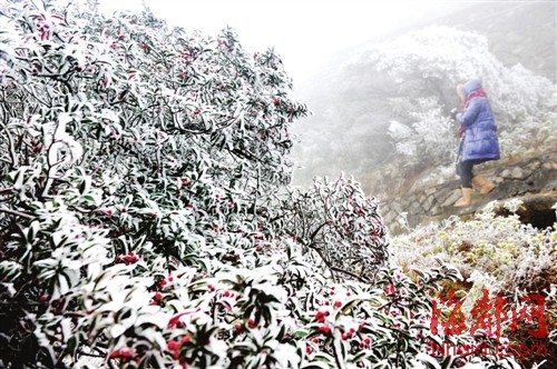 福建今冬初雪飄落武夷山光澤等地 德化九仙山昨迎今冬首場(chǎng)霧凇