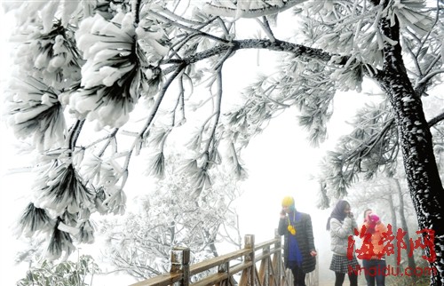 福建今冬初雪飄落武夷山光澤等地 德化九仙山昨迎今冬首場(chǎng)霧凇