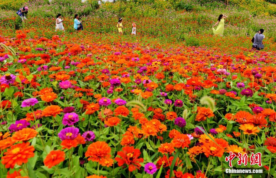 福州市民花海公園看到“花海”