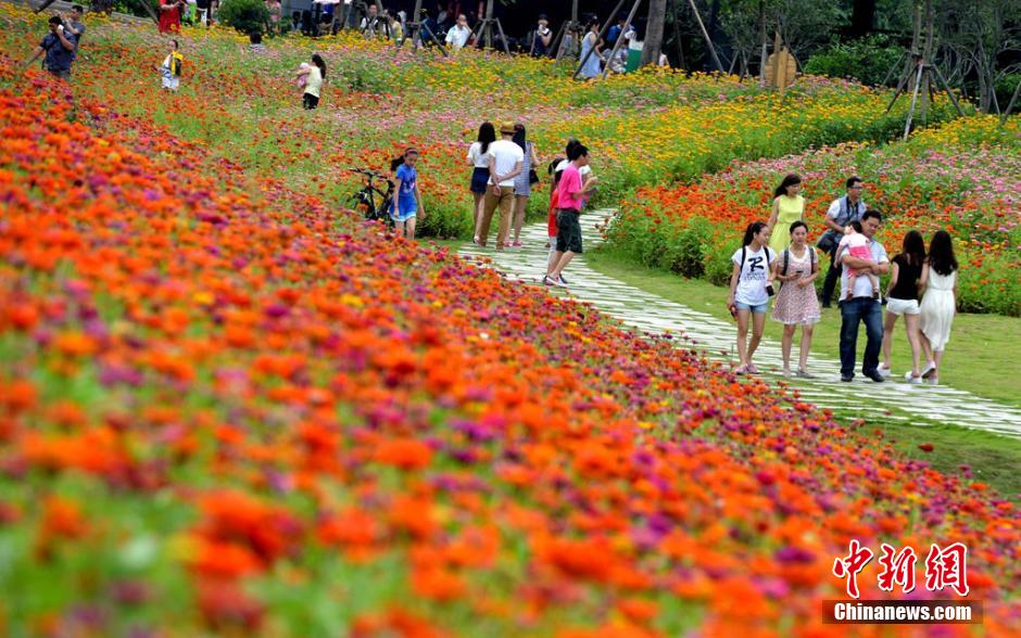 福州市民花海公園看到“花海”