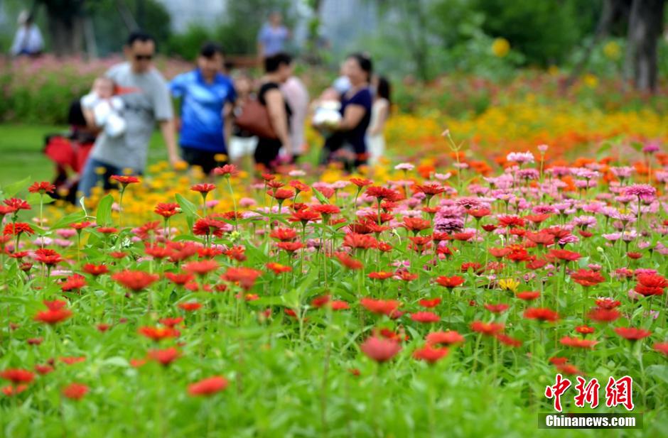 福州市民花海公園看到“花海”